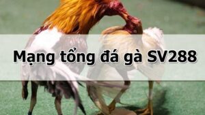 SV288 - Sân chơi đá gà trực tuyến đẳng cấp nhất hiện nay