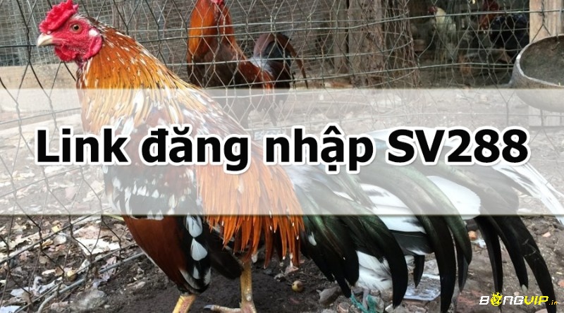 SV288.com- Link vào mới nhất