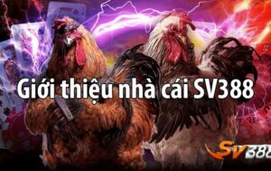 SV388 trực tiếp - Sự lựa chọn tốt nhất cho người đam mê đá gà